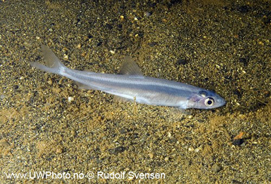 (Osmerus Linnaeus, 1758) Род Осмерусы, Осмеры, Корюшки, Genus Osmerus